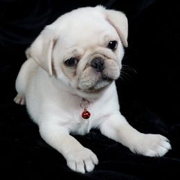 Pug Puppies from Pugs R 4 U in KY