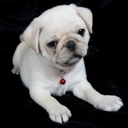 Pug Puppies from Pugs R 4 U in KY