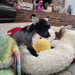 Vincent Long Star Angel - Black male Chinese Crested puppy in Amarillo, Texas from Victoria's Chinese Cresteds Long Star Angels