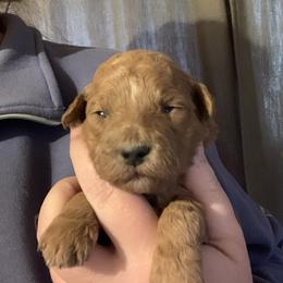Red - Red  male Goldendoodle puppy in Haddam, Kansas from Golden B Acres