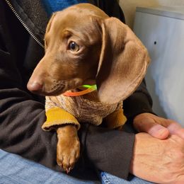 Dachshund All Grown Up from Idaho Dachshunds