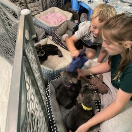Miniature Schnauzer Puppies from Amanda Tragash