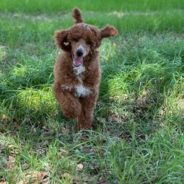 Chile’ - Red  Poodle puppy in Dayton, Texas from Wolfe Island Poodles