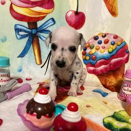 Praline Pecan- Orange- HUA - White and black female Dalmatian puppy in Claremore, Oklahoma from Lotsofdots Dalmatians