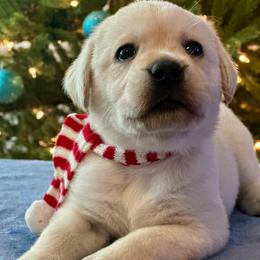 Pink Collar - Yellow female Labrador Retriever puppy in Ocala, Florida from SoFlo Labradors
