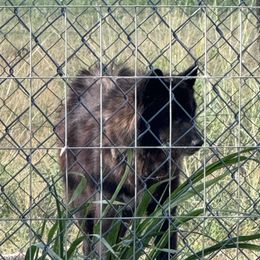 Dakota - Siberian Husky