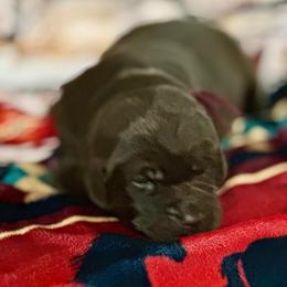 Cypress - Chocolate male Labrador Retriever puppy in Bandera, Texas from The Sugar & Spice Ranch Labrador Retrievers