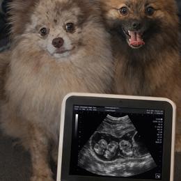 Pomeranian puppies from Perez Pomeranians