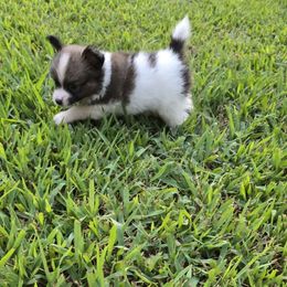 Hugo - Red white and sable male Papillon puppy in Hollister, Missouri from Swan Creek Kennel
