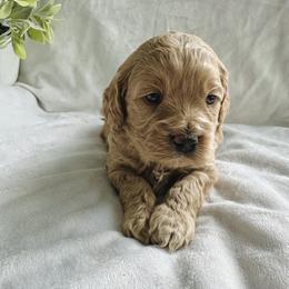 Addie - Buff female Cockapoo puppy in Lucas, Ohio from Willow Lane Puppy