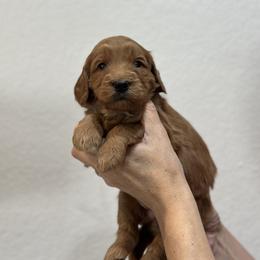 Goldendoodle Puppies from Kerri's Goldendoodles