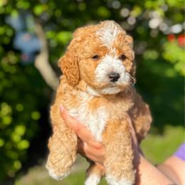 Matthew - Red  male Goldendoodle puppy in Urbana, Illinois from ZaraDoodles