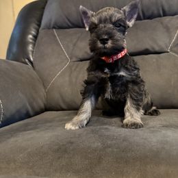 Rex - Salt and pepper male Miniature Schnauzer puppy in Atoka, Oklahoma from Boggy Depot Cavaliers & Friends