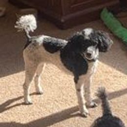 Rhavynn - Poodle