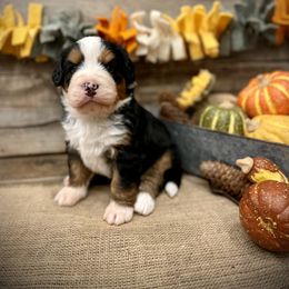 Toby - Tri-color male Bernedoodle puppy in Idaho from Bernese By Barzees