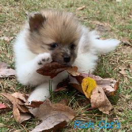 Catahoula Leopard Dog, Cocker Spaniel, Pomeranian, and Teddy Roosevelt Terrier Puppies from Rich Cat’s