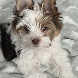 Yorkshire Terrier Puppies from The Yorkie Armory