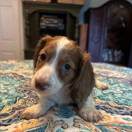 Destiny - Piebald female Dachshund puppy in Sarah, Mississippi from White's Mississippi Doxies