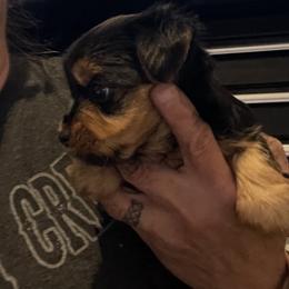 Ally - Black and tan female Yorkshire Terrier puppy in Taylorsville, North Carolina from Mountain Top Hot Tailz
