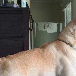 French Bulldogs from iDeal Frenchies Hawaii