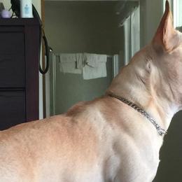 French Bulldogs from iDeal Frenchies Hawaii