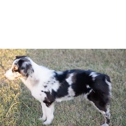 Sterling - Miniature Australian Shepherd