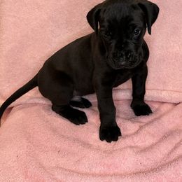 Great Dane Puppies from B3 Kennels