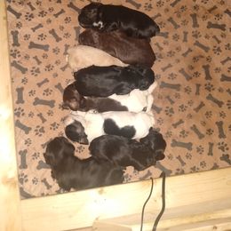 Cocker Spaniel Puppies from Rolo's Blended Blessings