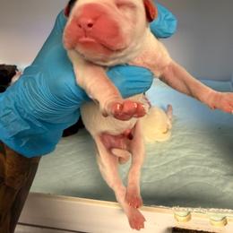 Bandit - White male Boxer puppy in Oak Lawn, Illinois from Pawfect Pets