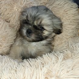 Shih Tzu Puppies from Shannon's Shih Tzu's