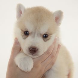 Marble (Green) - Delivery Available - Red and white male Siberian Husky puppy in Los Angeles, California from Limitless Huskies