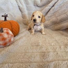 AKC Black Collar - Piebald male Dachshund puppy in Mesa, Arizona from Diamondback Doxie