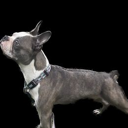 Remi - Boston Terrier