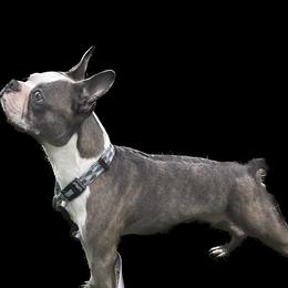 Remi - Boston Terrier