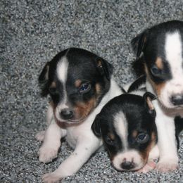 Rat Terriers from COHills Rat Terriers