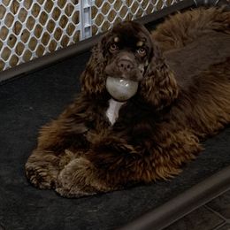 Rayne - Cocker Spaniel