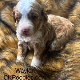 Waylon - Cream male Poodle puppy in Lance Creek, Wyoming from CK Poodles LLC