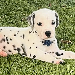 Dalmatian Puppies from Smart Dalmatians