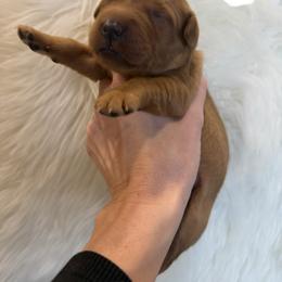 White collar - Dark golden female Golden Retriever puppy in Turtlepoint, Pennsylvania from Allegheny River Retrievers