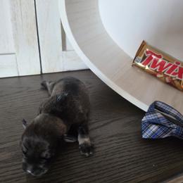Twix - Salt and pepper male Miniature Schnauzer puppy in Rosemount, Minnesota from Weiland's Ruby