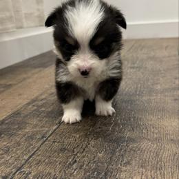 Green - Black and white male American Corgi puppy in Mineral Point, Wisconsin from Brunett Corgi Co
