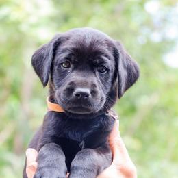 Brown Boy - Black male Labrador Retriever puppy in Linville, Virginia from Virginia Labradors