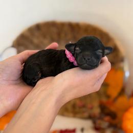 Treat - Brindle female Poodle puppy in Lavonia, Georgia from Peach Blossom Kennels