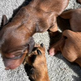 Dachshund Puppies from Carlin's Weiner Haus