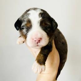 Mia - Merle female Bernedoodle puppy in Auburn, Indiana from Martin’s Doodles