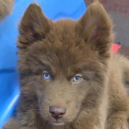 Maverick - Red and white male Siberian Husky puppy in East Tawas, Michigan from BurnsBerg's Woolies
