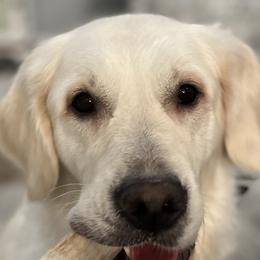 Golden Retrievers from Lakeshore Goldens FXBG