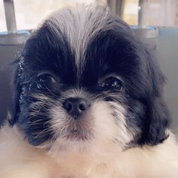 Poodles, Shihpoos, and Shih Tzus from Aaliyah Shihtzu Puppyland