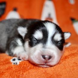 Oogie Boogie - Black and white male Pomsky puppy in Centerville, Iowa from LJ Kennels Pomskies, LLC