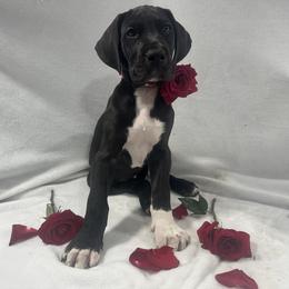 Great Dane Puppies from Catskills Greatest Danes